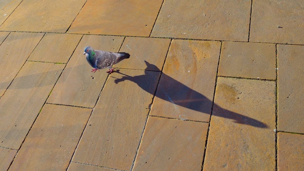 chasser la bonne proie