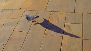 chasser la bonne proie